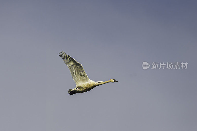 苔原天鹅(Cygnus columbianus)是一种小型全北极天鹅。加州萨克拉门托-圣华金河三角洲的斯塔顿岛